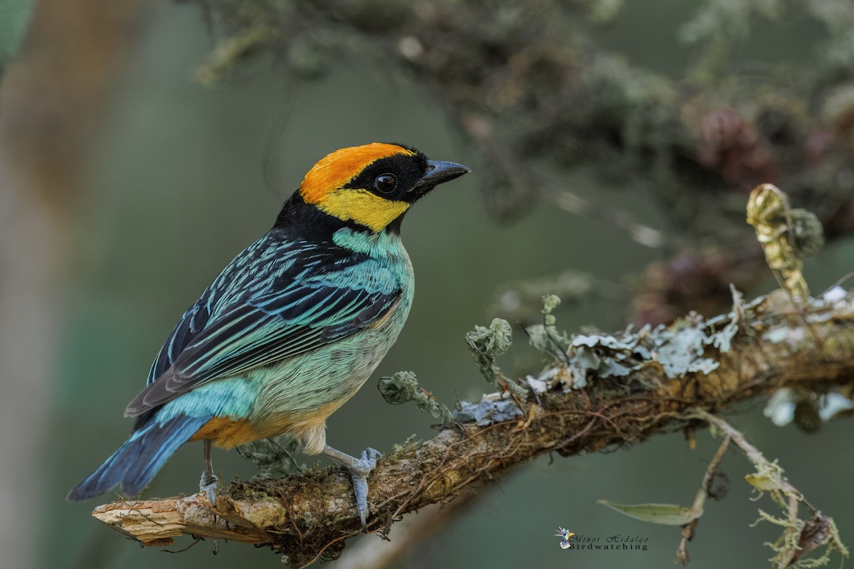 Saffron-crowned Tanager - ML642687627
