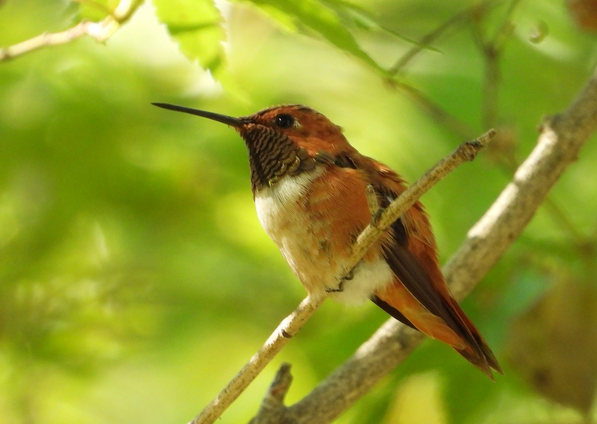 Rufous Hummingbird - ML642687637