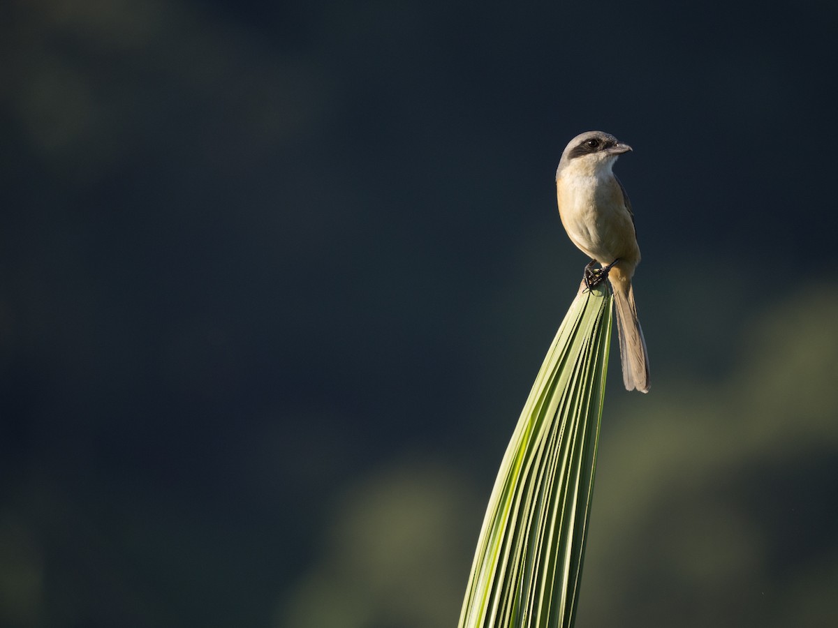 Gray-backed Shrike - ML642687654