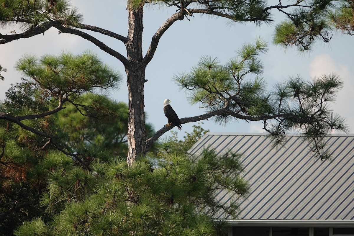 Bald Eagle - ML642687660