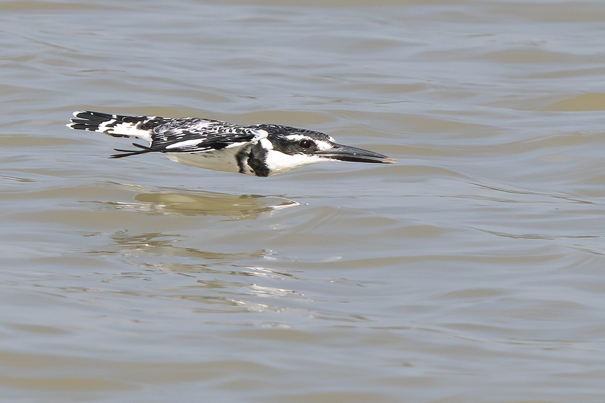 Pied Kingfisher - ML642687670
