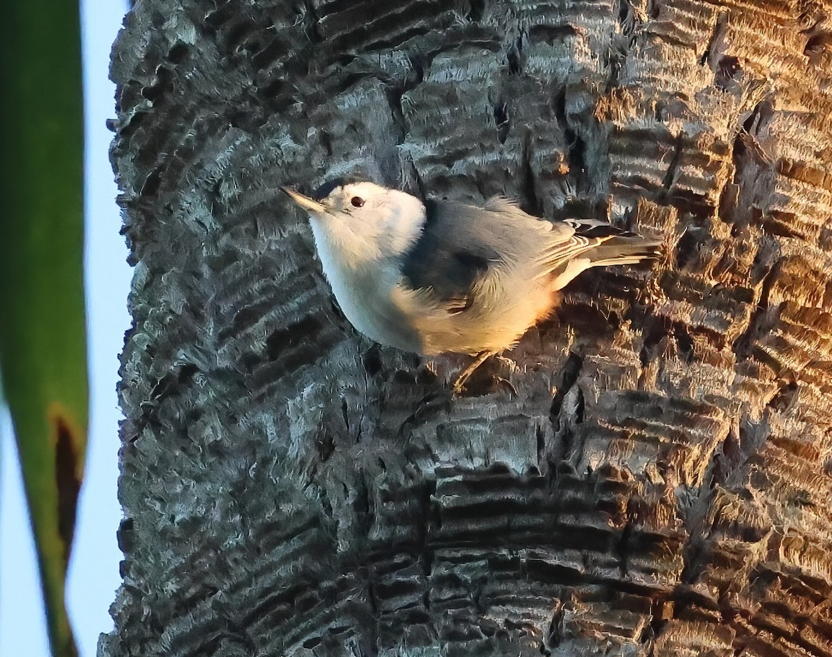 White-breasted Nuthatch - ML642687680