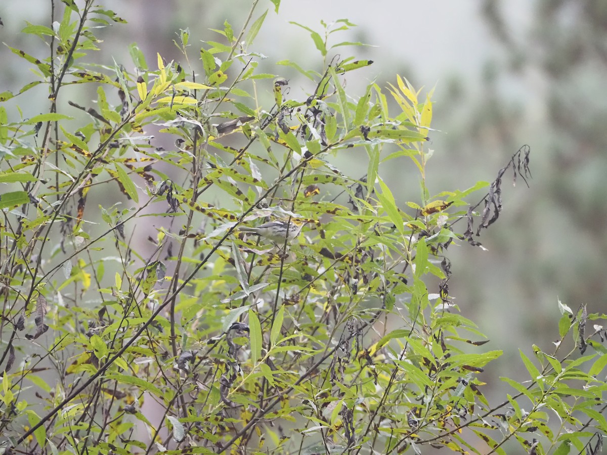 Black-throated Green Warbler - ML642687683