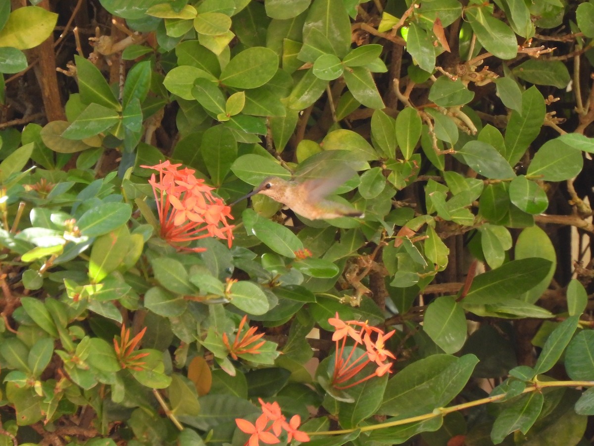 Colibrí Gorjinegro - ML642687687