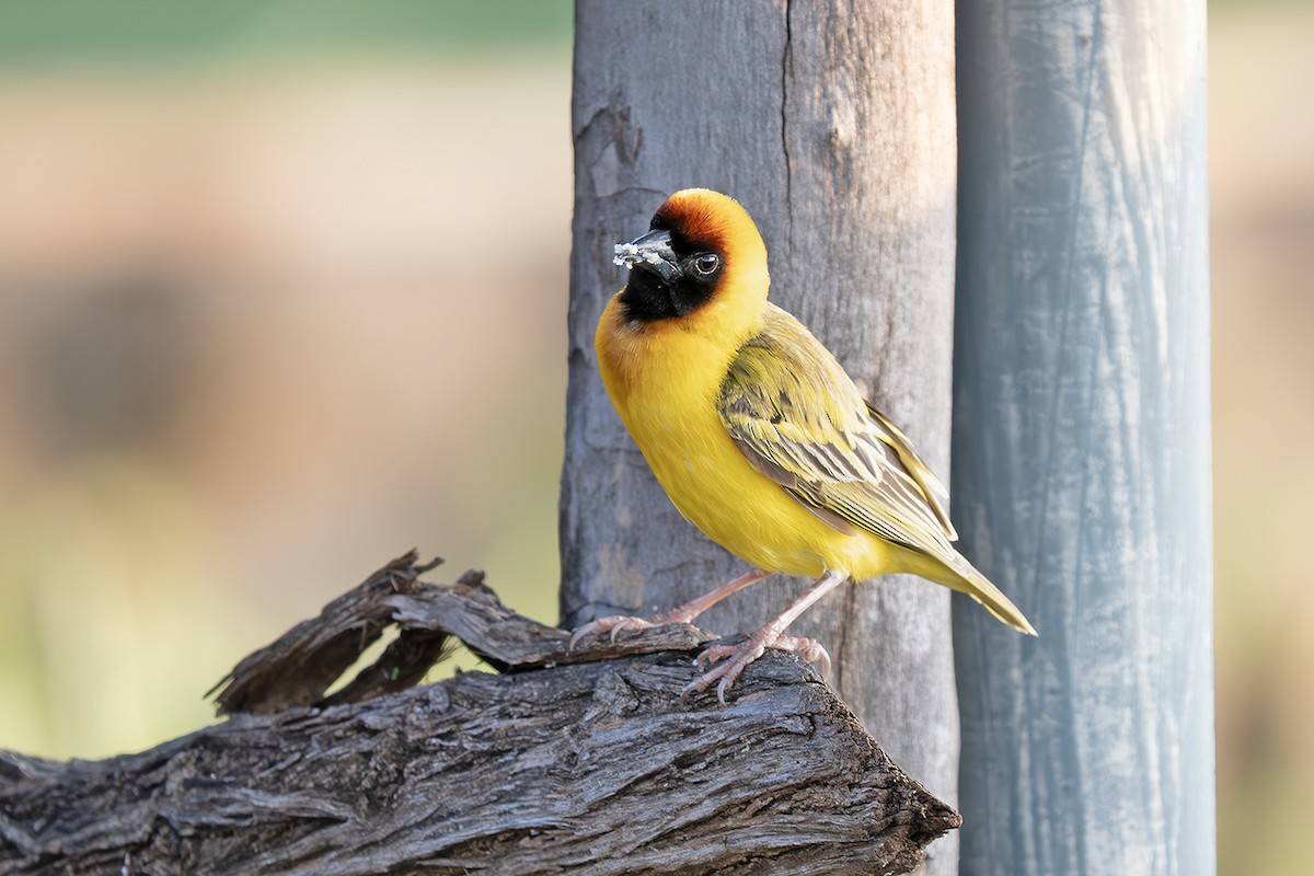 Northern Masked-Weaver - ML642687692