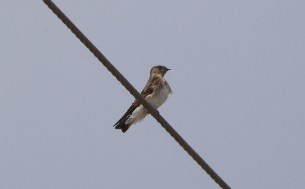 Northern Rough-winged Swallow - ML642687698