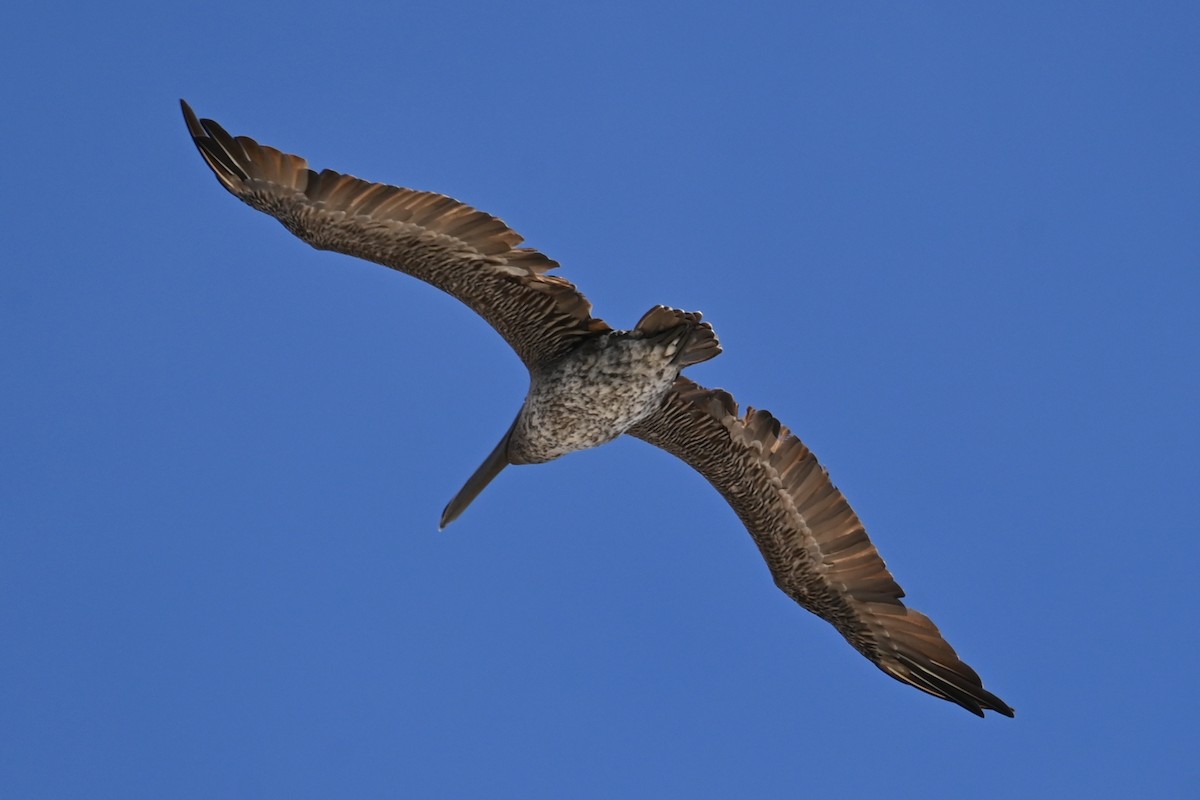 Brown Pelican - ML642687715