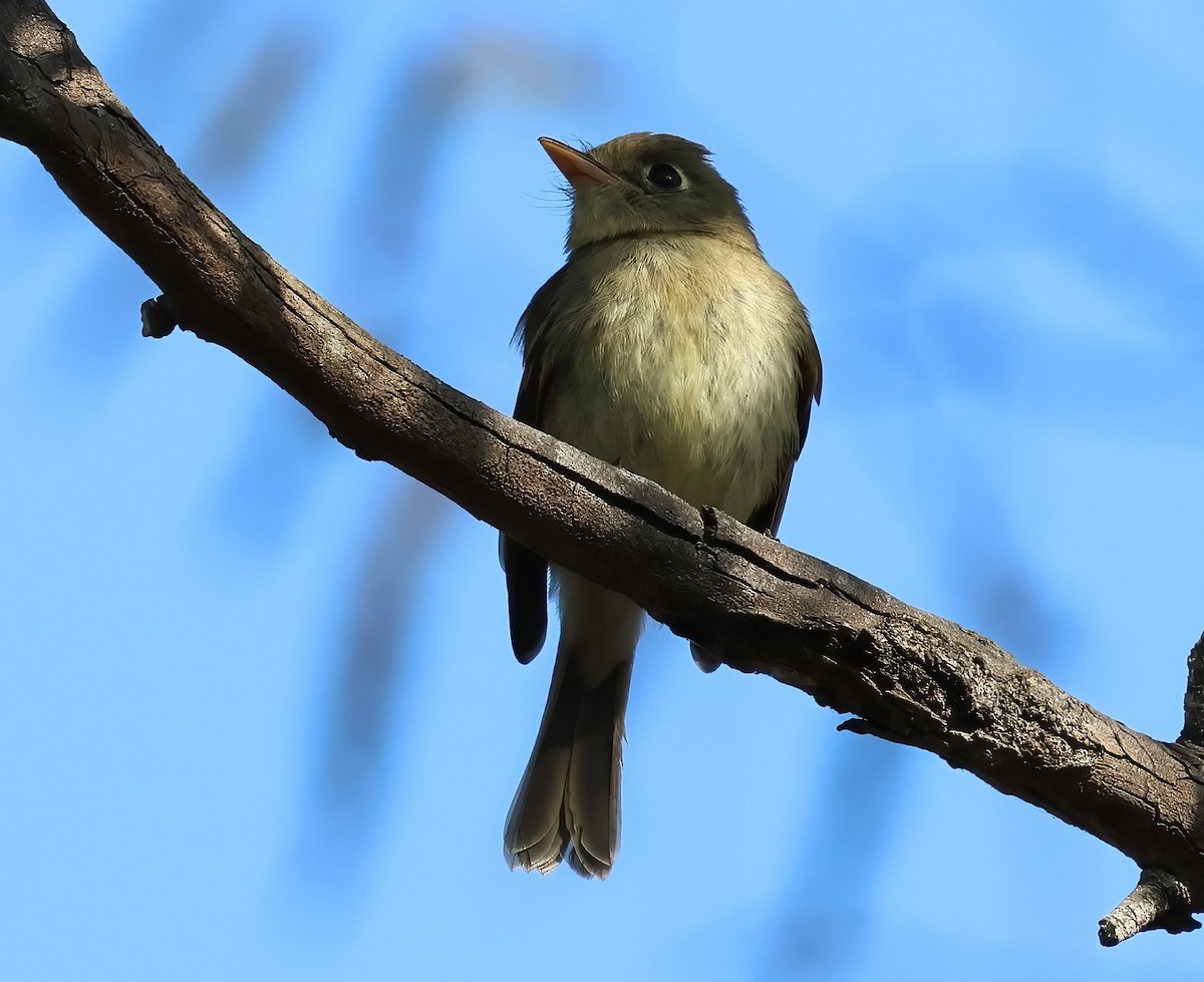 Western Flycatcher - ML642687717