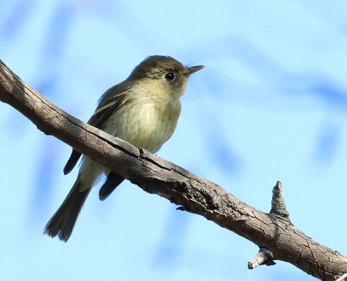Western Flycatcher - ML642687718