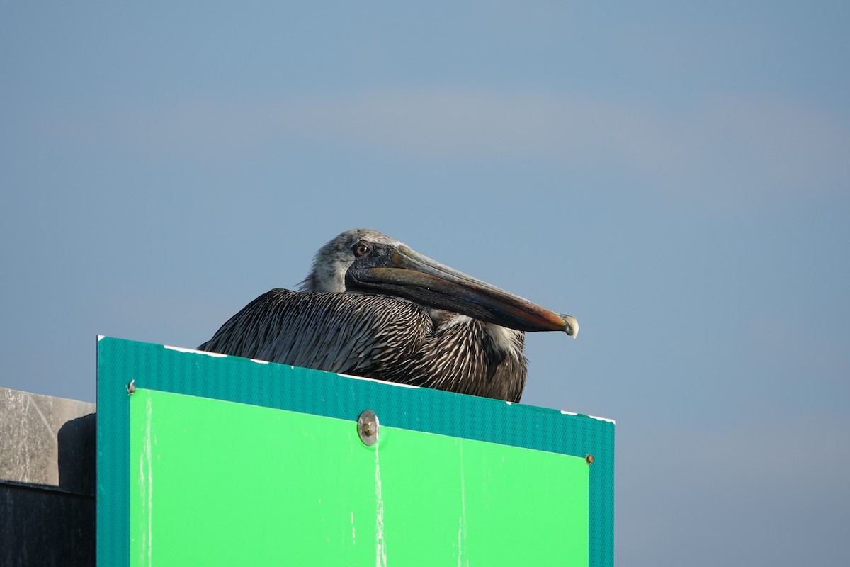 Brown Pelican - ML642687720