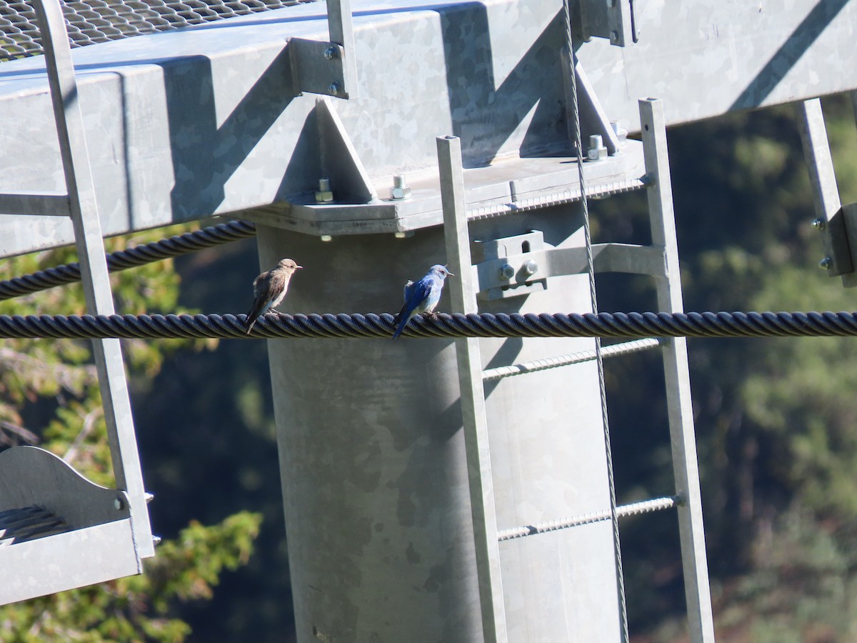 Mountain Bluebird - ML642687727