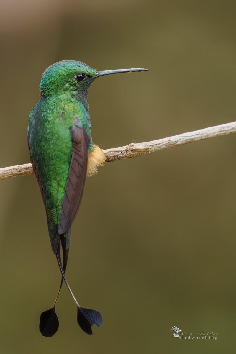 Rufous-booted Racket-tail - ML642687729