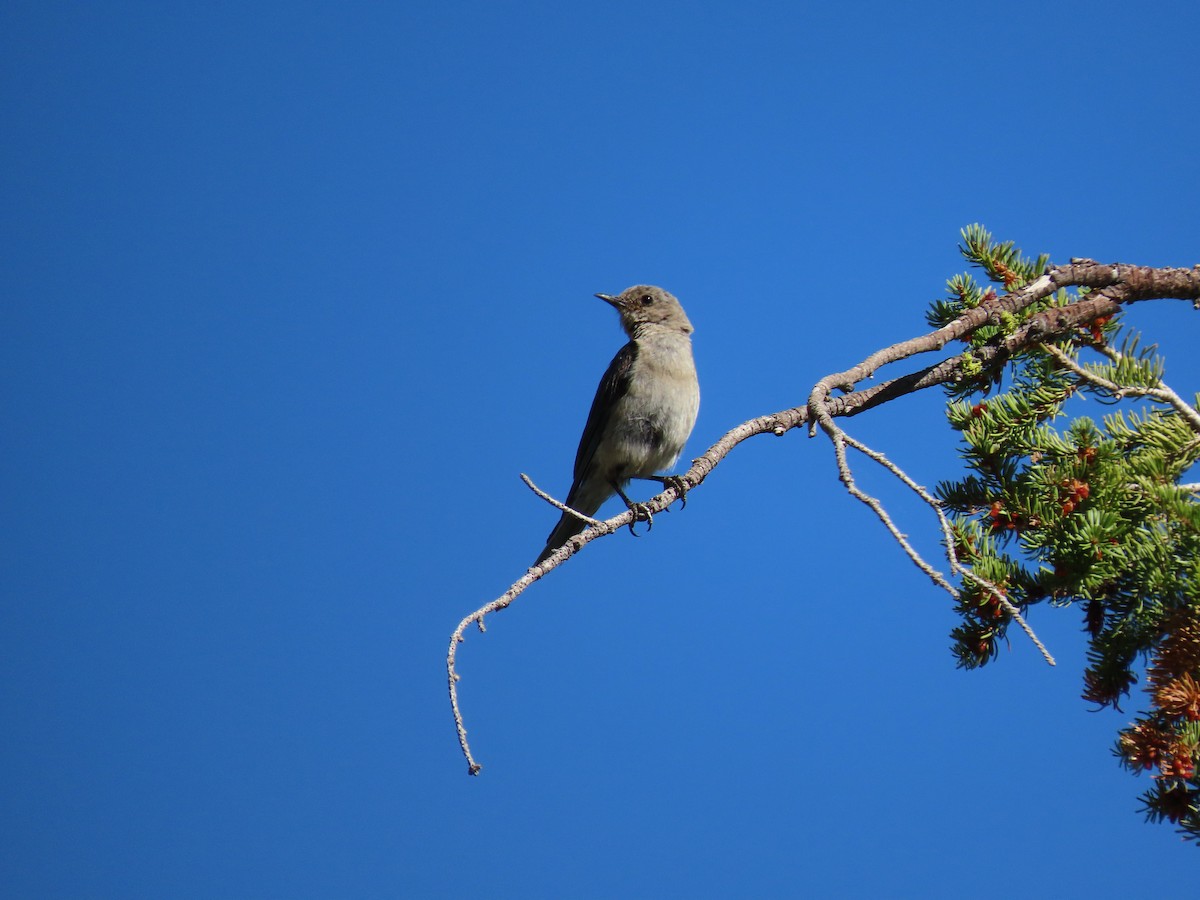 Mountain Bluebird - ML642687730
