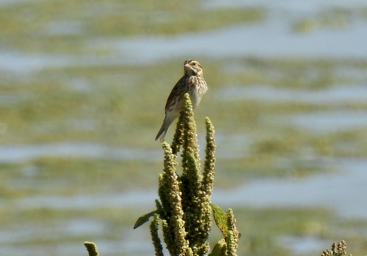 Savannah Sparrow - ML642687732
