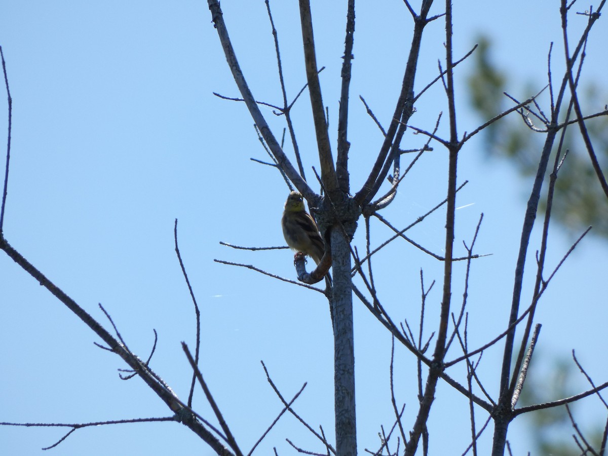 American Goldfinch - ML642687733