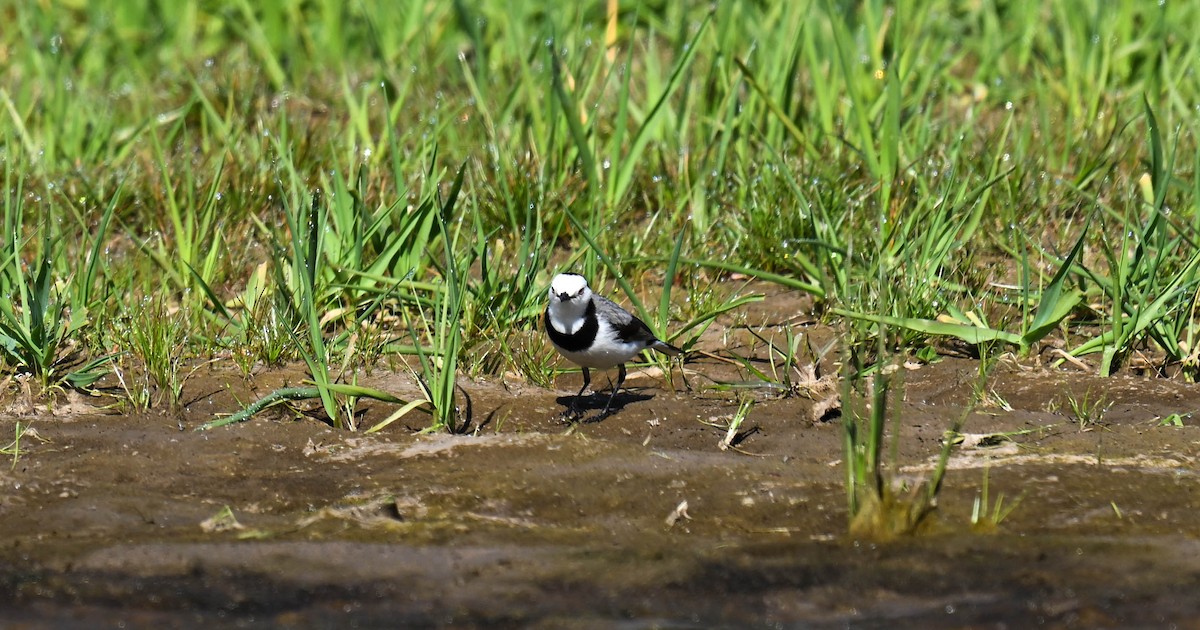 White-fronted Chat - ML642687735