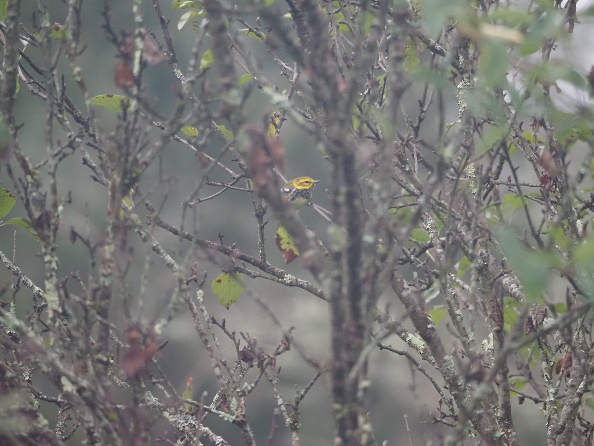 Black-throated Green Warbler - ML642687736