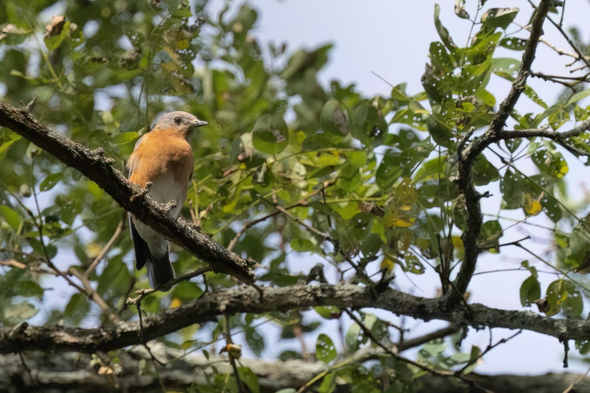 Eastern Bluebird - ML642687747