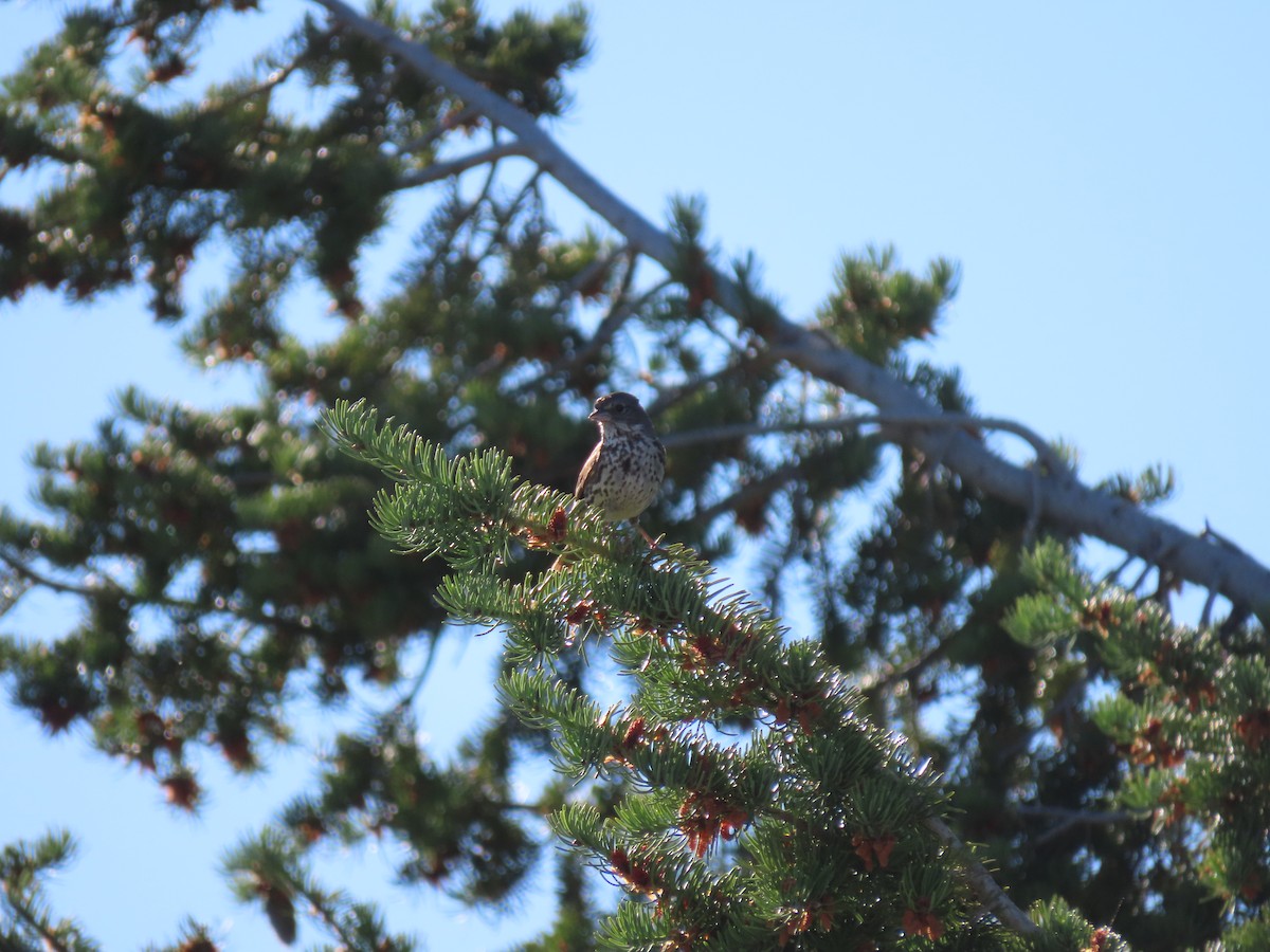 Fox Sparrow - ML642687752