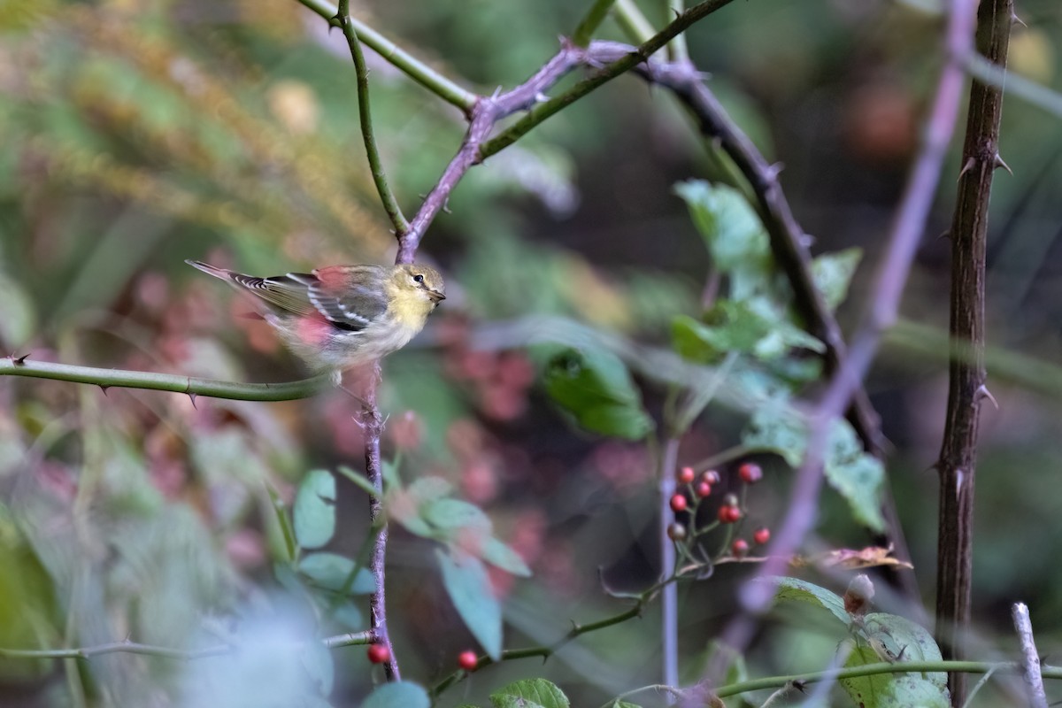 Blackpoll Warbler - ML642687753