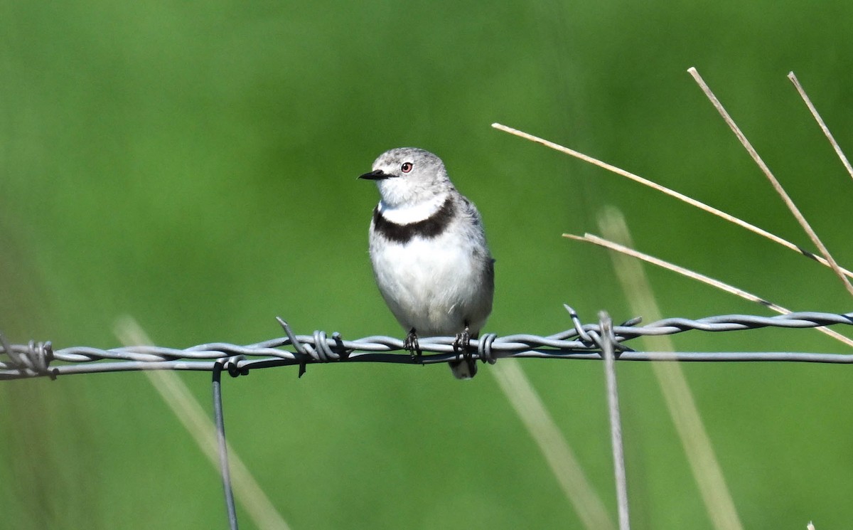 White-fronted Chat - ML642687760