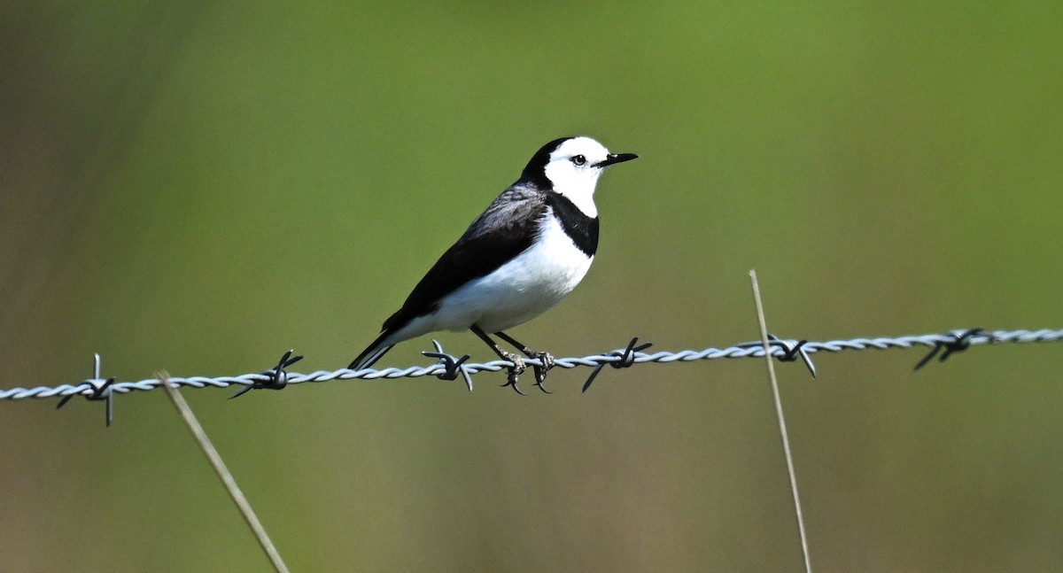 White-fronted Chat - ML642687761
