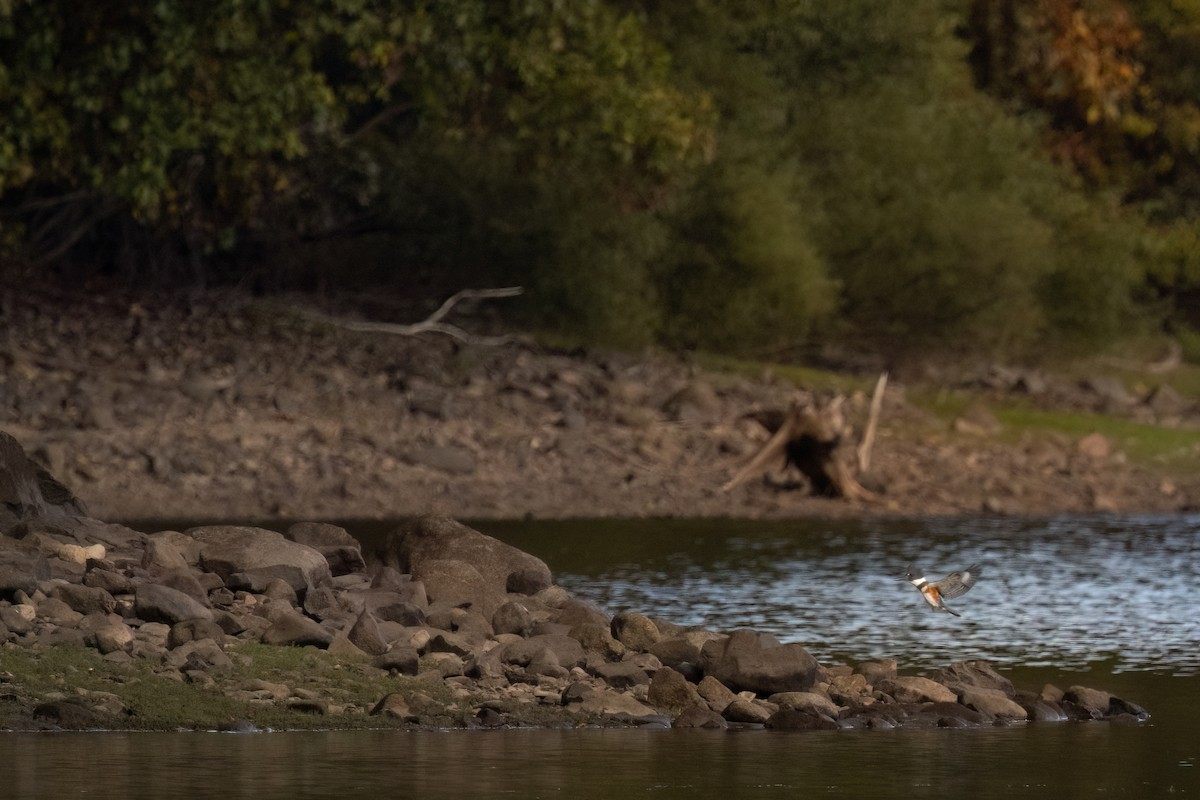 Belted Kingfisher - ML642687762