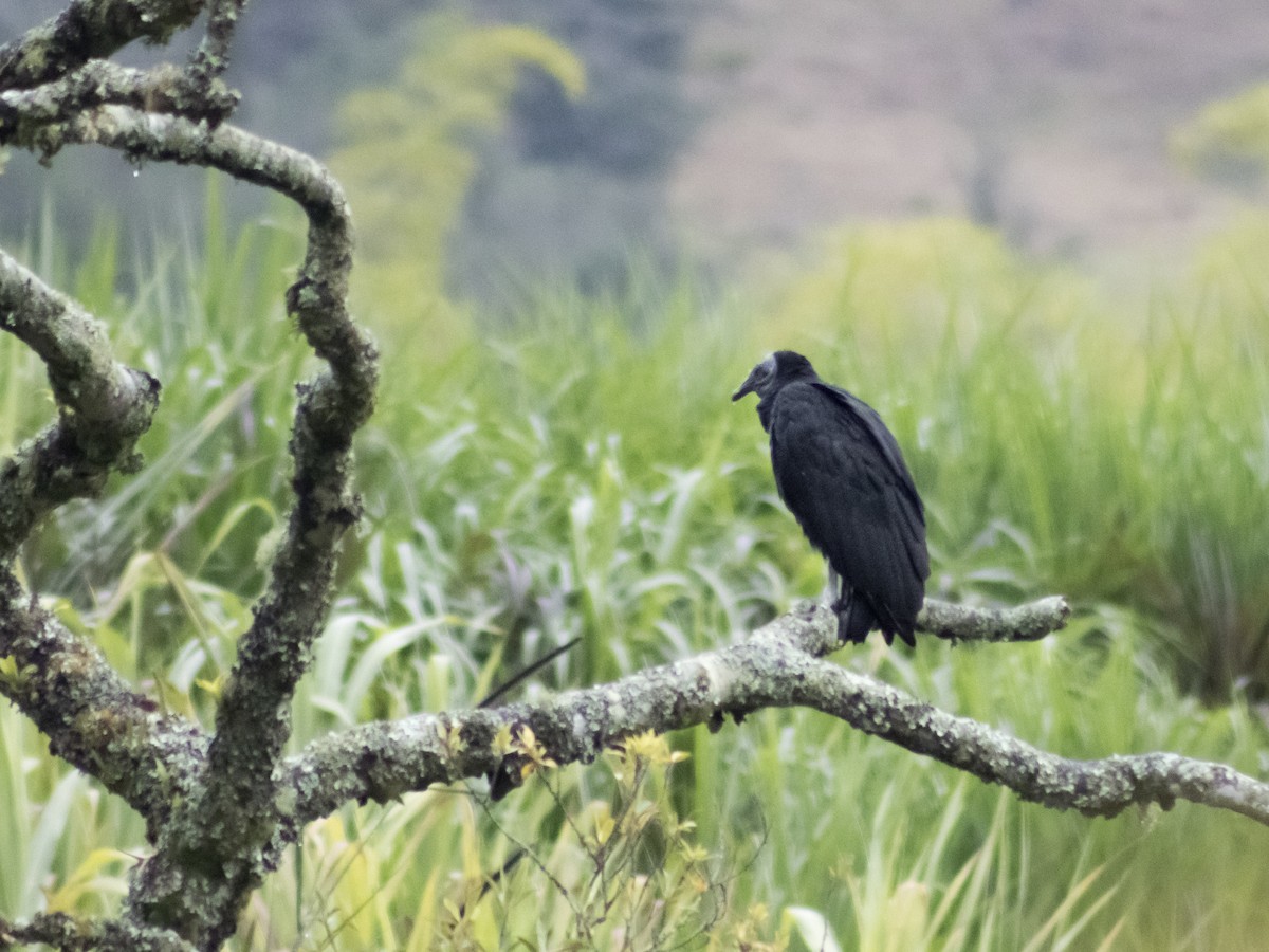 Black Vulture - ML642687767