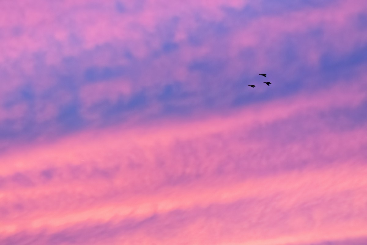 Mallard - ML642687795