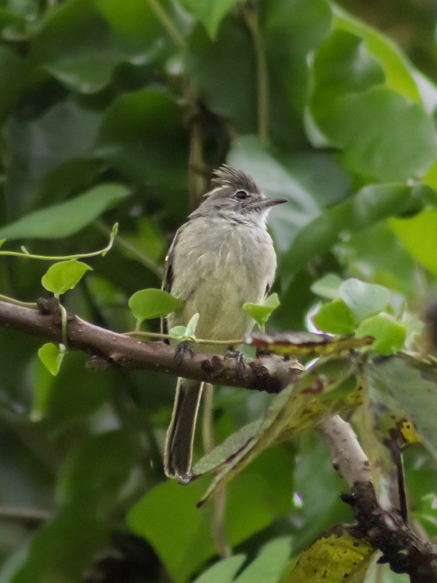 Yellow-bellied Elaenia - ML642687797