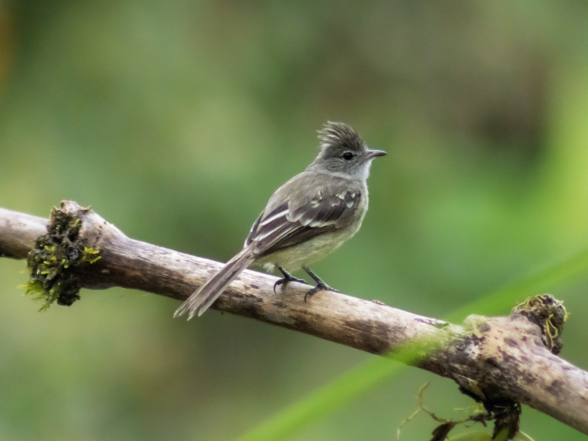 Yellow-bellied Elaenia - ML642687798
