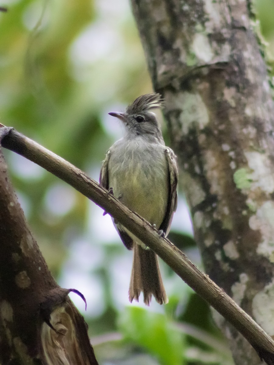 Yellow-bellied Elaenia - ML642687799