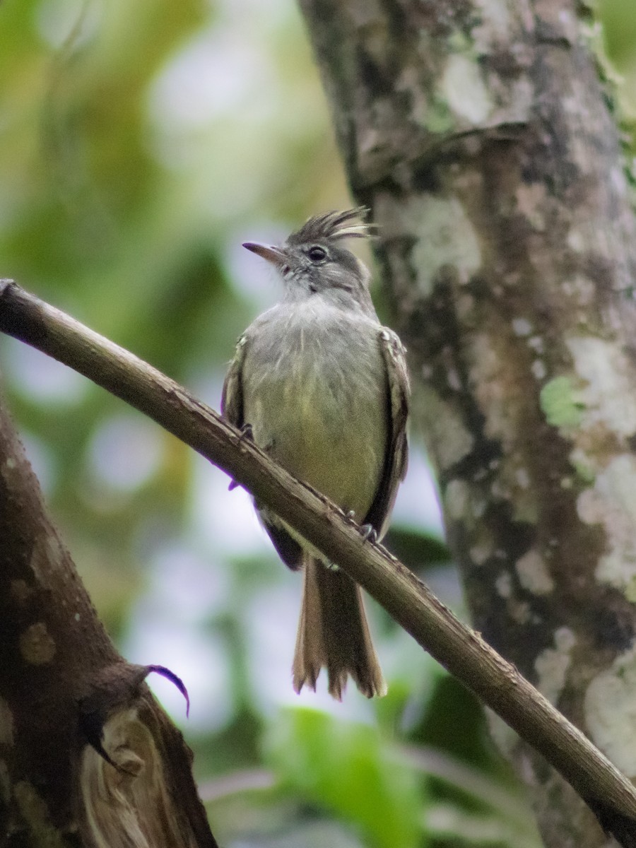 Yellow-bellied Elaenia - ML642687800