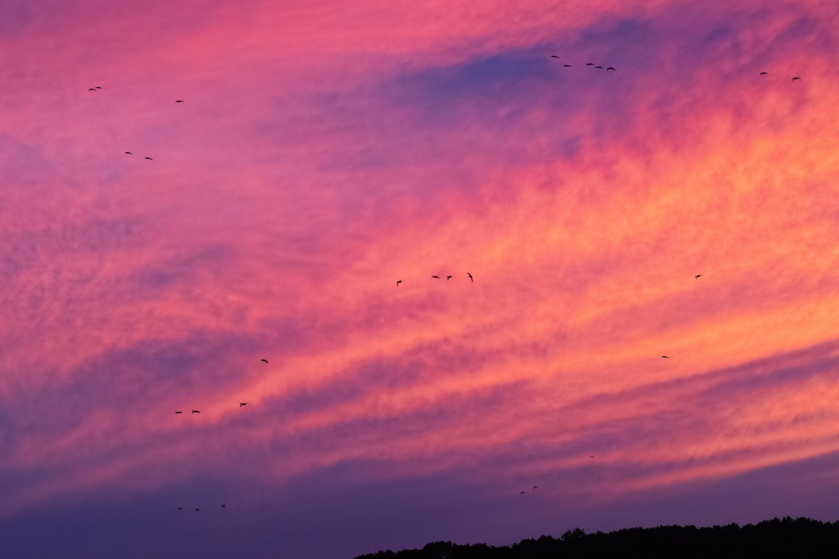 Mallard - ML642687802