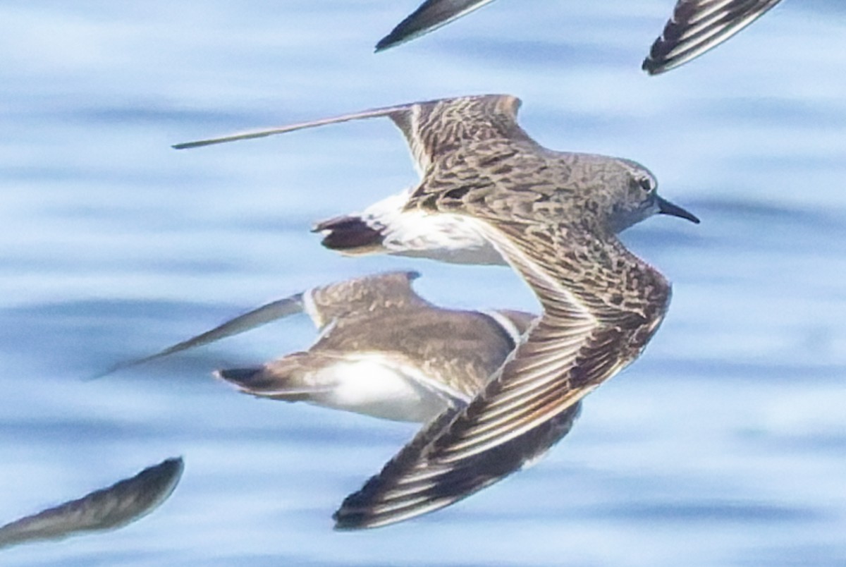White-rumped Sandpiper - ML642687808