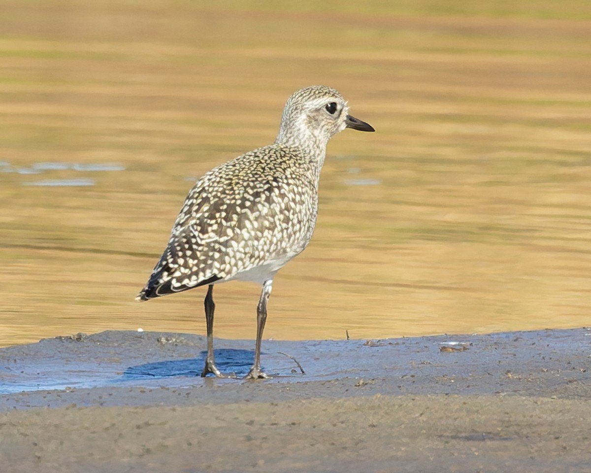 Black-bellied Plover - ML642687817