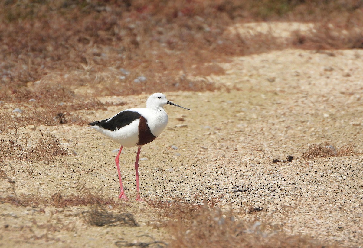Banded Stilt - ML642687818