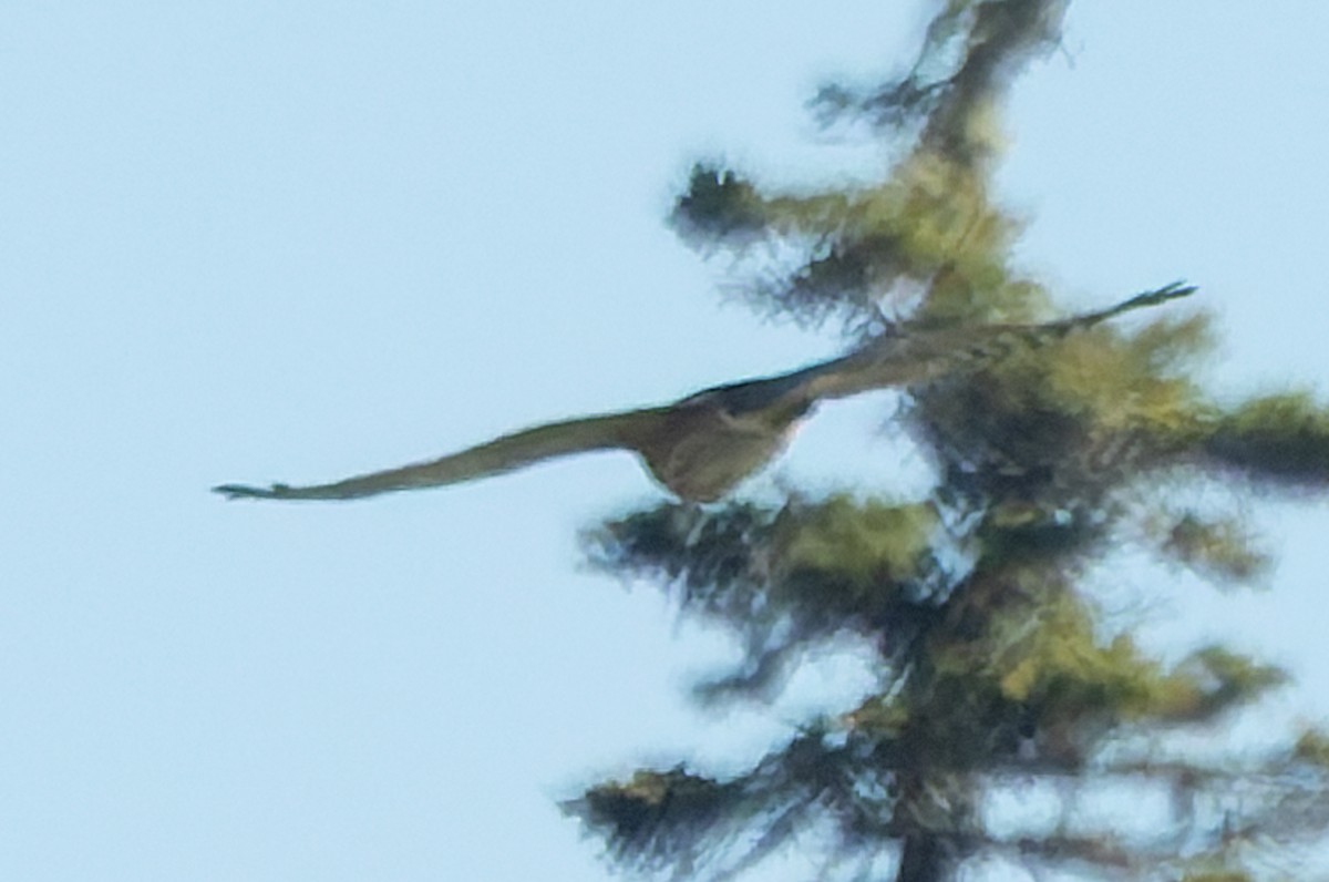 hawk sp. - ML642687819