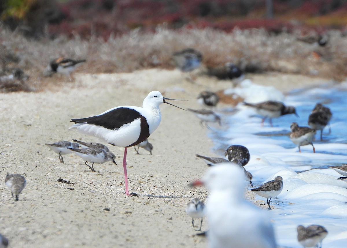 Banded Stilt - ML642687822