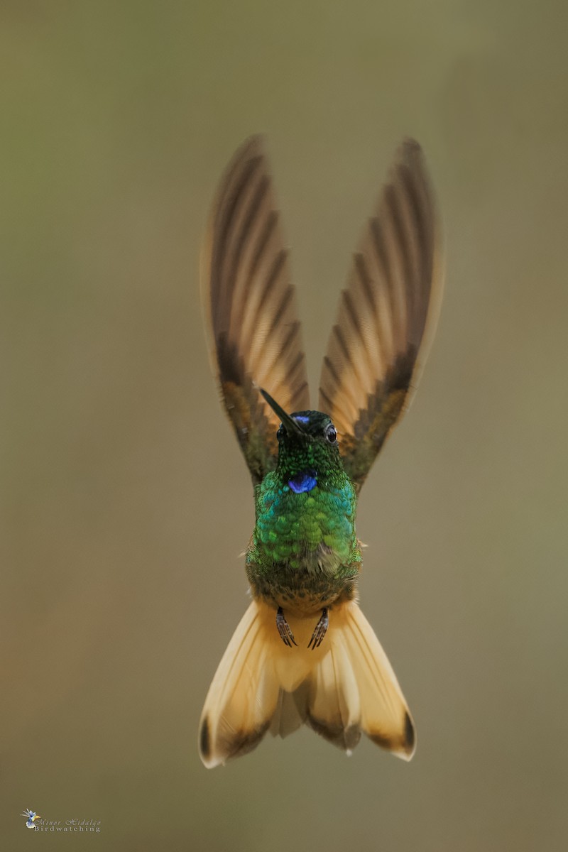 Violet-throated Starfrontlet - ML642687825