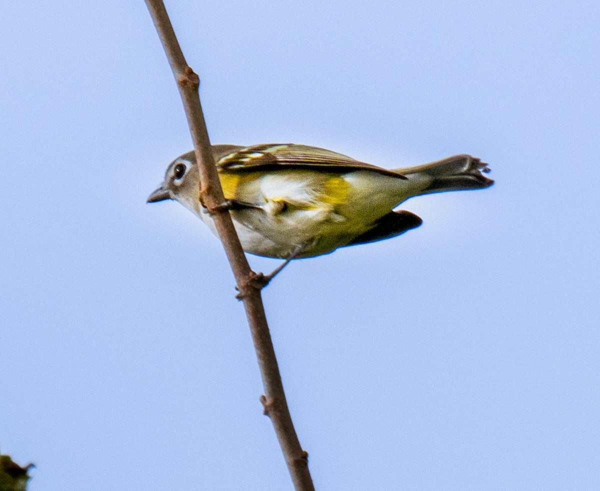Blue-headed Vireo - ML642687827