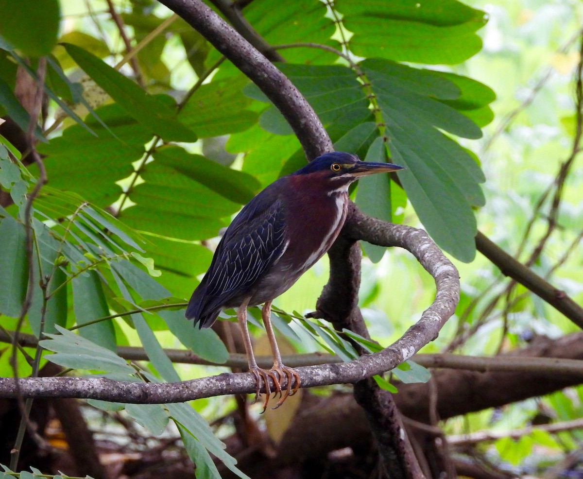 Green Heron - ML642687828