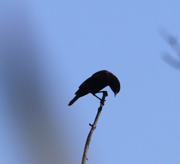 Red-winged Blackbird - ML642687829