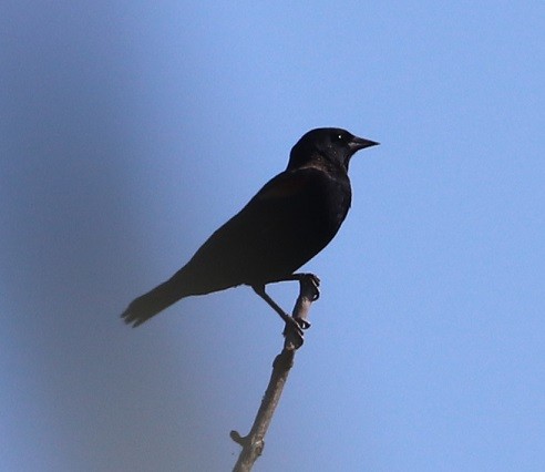 Red-winged Blackbird - ML642687830