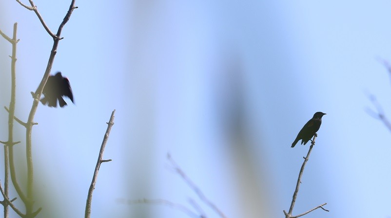 Red-winged Blackbird - ML642687831