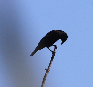 Red-winged Blackbird - ML642687832