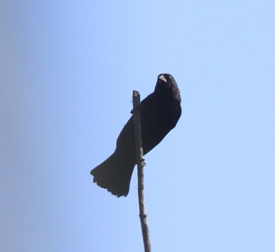 Red-winged Blackbird - ML642687834