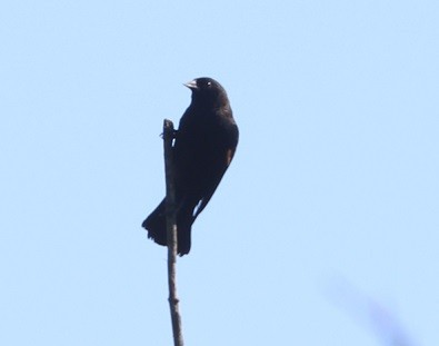 Red-winged Blackbird - ML642687835