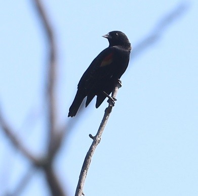 Red-winged Blackbird - ML642687836