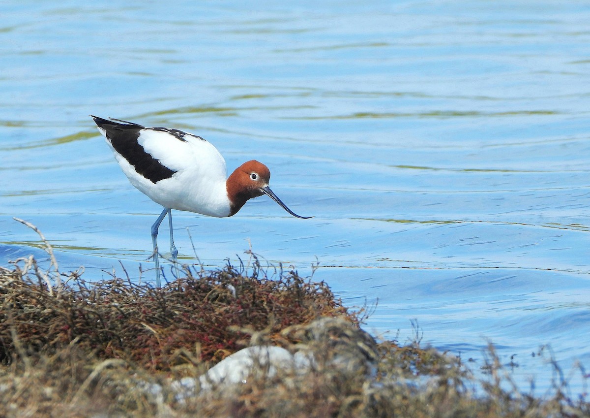 Red-necked Avocet - ML642687837